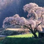 Japán cseresznyefa történet, leírás és képek (Sakura) Japán cseresznyefa történet, leírás és képek