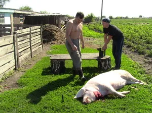 otthon sertések vágásához hogyan hentes egy disznó, hogyan kell megölni a sertés és kés
