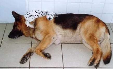 Vicces alvó képet dog (vicces alvó kutya) Vicces alvó kutya fotó