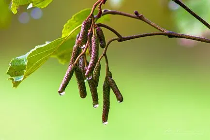 Betakarítás nyírfa vesszőből a fürdő - útmutató és tippek! (Seprűk) Betakarítás nyírfa vesszőből a fürdő - útmutató és tippek!
