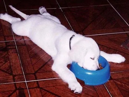 Vicces alvó képet dog (vicces alvó kutya) Vicces alvó kutya fotó