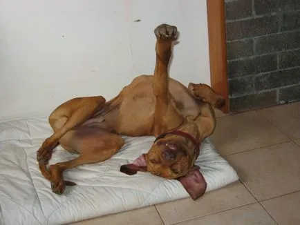 Vicces alvó képet dog (vicces alvó kutya) Vicces alvó kutya fotó
