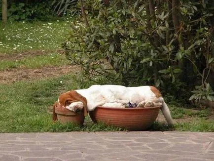 Vicces alvó képet dog (vicces alvó kutya) Vicces alvó kutya fotó
