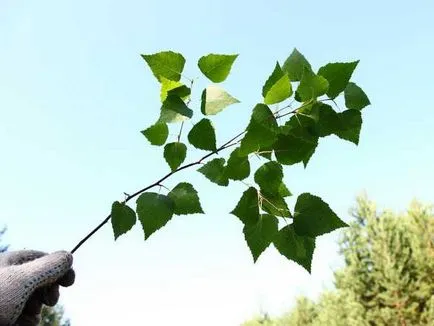 Betakarítás nyírfa vesszőből a fürdő - útmutató és tippek! (Seprűk) Betakarítás nyírfa vesszőből a fürdő - útmutató és tippek!