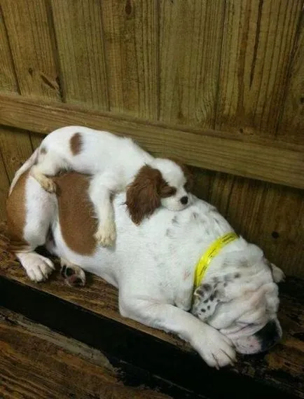 Vicces alvó képet dog (vicces alvó kutya) Vicces alvó kutya fotó
