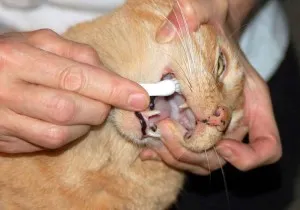 Breath egy macska okok, megelőzés, kezelés, Állategészségügyi Szolgálat Vladimir terület (ek) Breath macskák okoz, megelőzésére, kezelésére, állatorvosi szolgálata a Vladimir régió