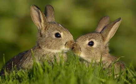 Hare - leírás, típus, hogy mit eszik, festmény, fotó (k) Hare - leírás, típus, hogy mit eszik, festmény, fotó