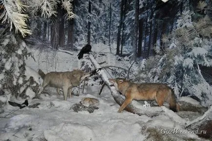 Bialowieza Forest Reserve információkat, mit kell látni, hogyan juthatunk el oda, ahol maradni, fotók