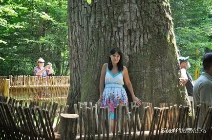 Bialowieza Forest Reserve információkat, mit kell látni, hogyan juthatunk el oda, ahol maradni, fotók