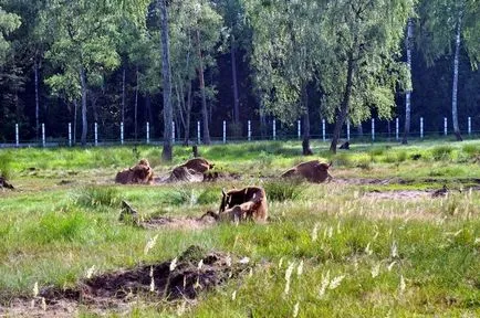 Bialowieza Forest Reserve információkat, mit kell látni, hogyan juthatunk el oda, ahol maradni, fotók