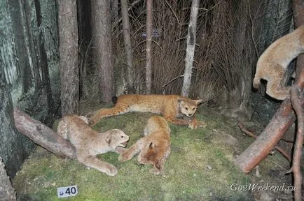 Bialowieza Forest Reserve információkat, mit kell látni, hogyan juthatunk el oda, ahol maradni, fotók