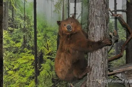 Bialowieza Forest Reserve információkat, mit kell látni, hogyan juthatunk el oda, ahol maradni, fotók