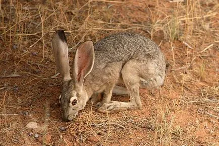 Hare - leírás, típus, hogy mit eszik, festmény, fotó (k) Hare - leírás, típus, hogy mit eszik, festmény, fotó