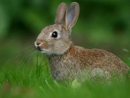 Hare - leírás, típus, hogy mit eszik, festmény, fotó (motorok) Hare - leírás, típus, hogy mit eszik, festmény, fotó