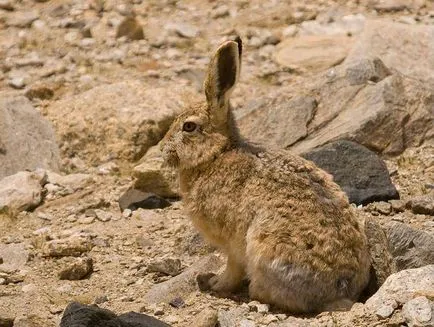 Hare - leírás, típus, hogy mit eszik, festmény, fotó (nyúl) Hare - leírás, típus, hogy mit eszik, festmény, fotó