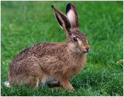 Hare - leírás, típus, hogy mit eszik, festmény, fotó (nyúl) Hare - leírás, típus, hogy mit eszik, festmény, fotó