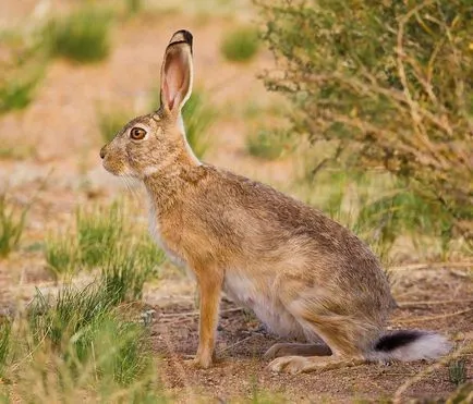 Hare - leírás, típus, hogy mit eszik, festmény, fotó (festmény) Hare - leírás, típus, hogy mit eszik, festmény, fotó