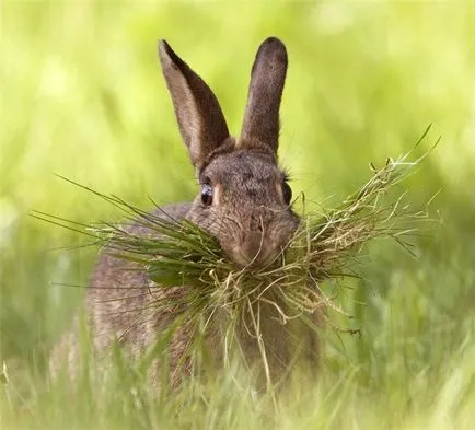 Hare - leírás, típus, hogy mit eszik, festmény, fotó (motorok) Hare - leírás, típus, hogy mit eszik, festmény, fotó