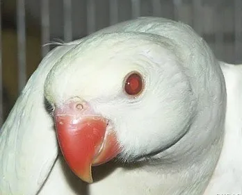 Albino állatok - ítélve szenvedés, cikkek (albinizmus) Albino állatok - ítélve szenvedés, cikkek