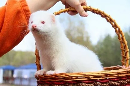 Albino állatok - ítélve szenvedés, cikkek (szenvedés) Albino állatok - ítélve szenvedés, cikkek