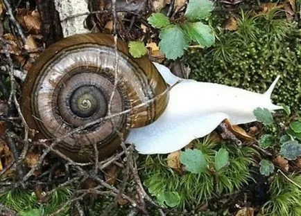 Albino állatok - ítélve szenvedés, cikkek (albínó) Albino állatok - ítélve szenvedés, cikkek