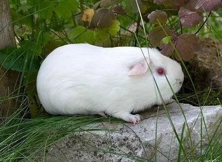Albino állatok - ítélve szenvedés cikkek (albínó állatok) Albino állatok - ítélve szenvedés, cikkek