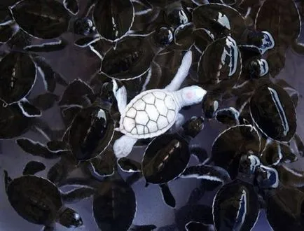 Albino állatok - ítélve szenvedés cikkek (albínó állatok) Albino állatok - ítélve szenvedés, cikkek
