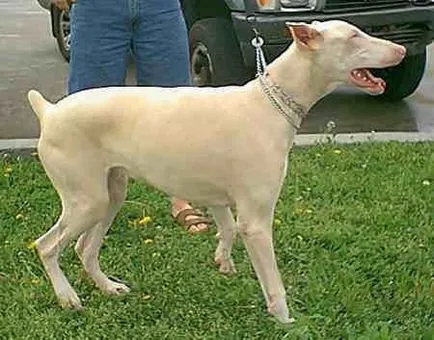 Albino állatok - ítélve szenvedés, cikkek (albínó) Albino állatok - ítélve szenvedés, cikkek