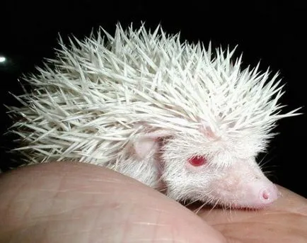 Albino állatok - ítélve szenvedés cikkek (albínó állatok) Albino állatok - ítélve szenvedés, cikkek