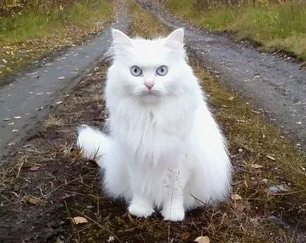 Albino állatok - ítélve szenvedés, cikkek (szenvedés) Albino állatok - ítélve szenvedés, cikkek