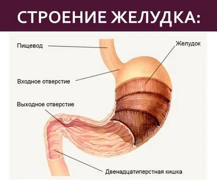 A rendszer a gyomorfekélyek gyógyulásában