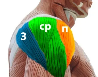 A deltoid meg