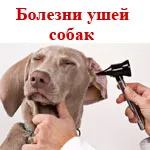 Betegségek a fül egy kutya