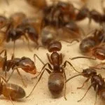 Amikor a kullancsok veszélyesek a kutyák Amikor a kullancsok veszélyesek a kutyák