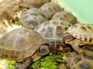 Mit tud adni a teknősök Mit tud adni a teknősök