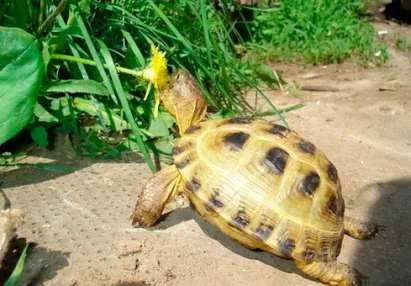 Mit tud adni a teknősök