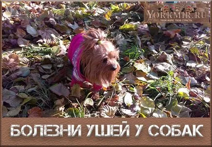 Betegségek a fül egy kutya Betegségek a fül egy kutya