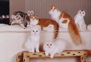 Scottish fold macska lila