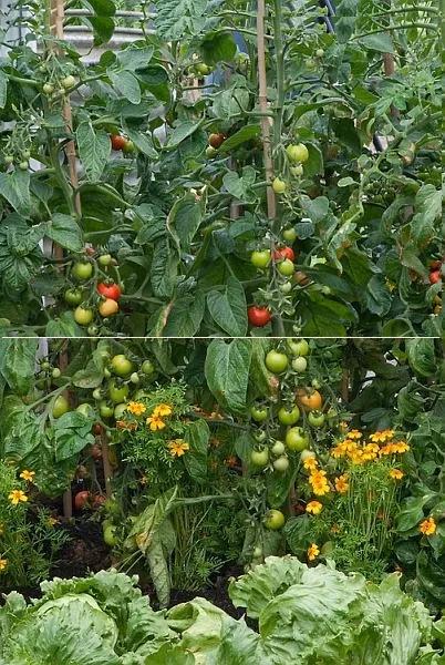 Hogy lehet ültetni paradicsommal