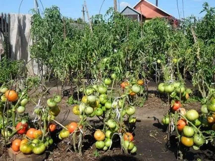Hogy lehet ültetni paradicsommal