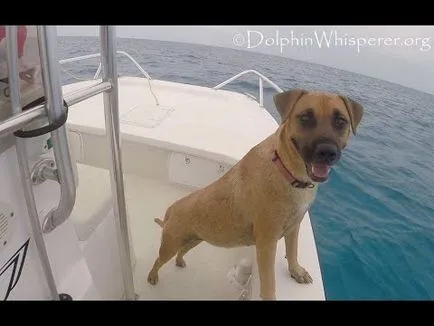 Hogyan futtatható a tartály