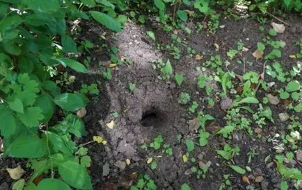 Hogyan kell kezelni a hárpia