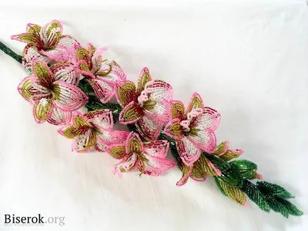 Gladiolus gyöngyök mesterkurzus