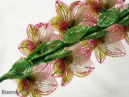 Gladiolus gyöngyök mesterkurzus
