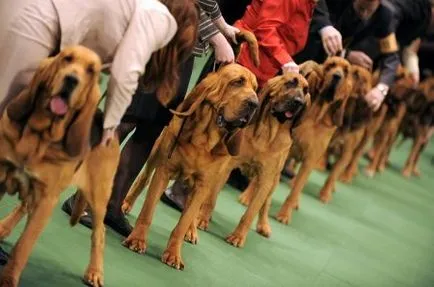Great Dane kutyakiállítás Great Dane kutyakiállítás