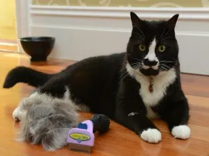 Furminators macskáknak vélemények