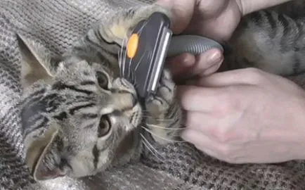 Furminators macskáknak vélemények