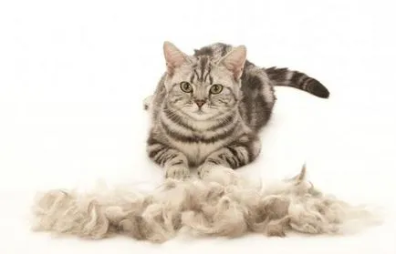 Furminators macskáknak vélemények
