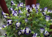 Gloriosa otthoni gondozást Gloriosa otthoni gondozást