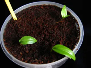 Gloriosa otthoni gondozást Gloriosa otthoni gondozást
